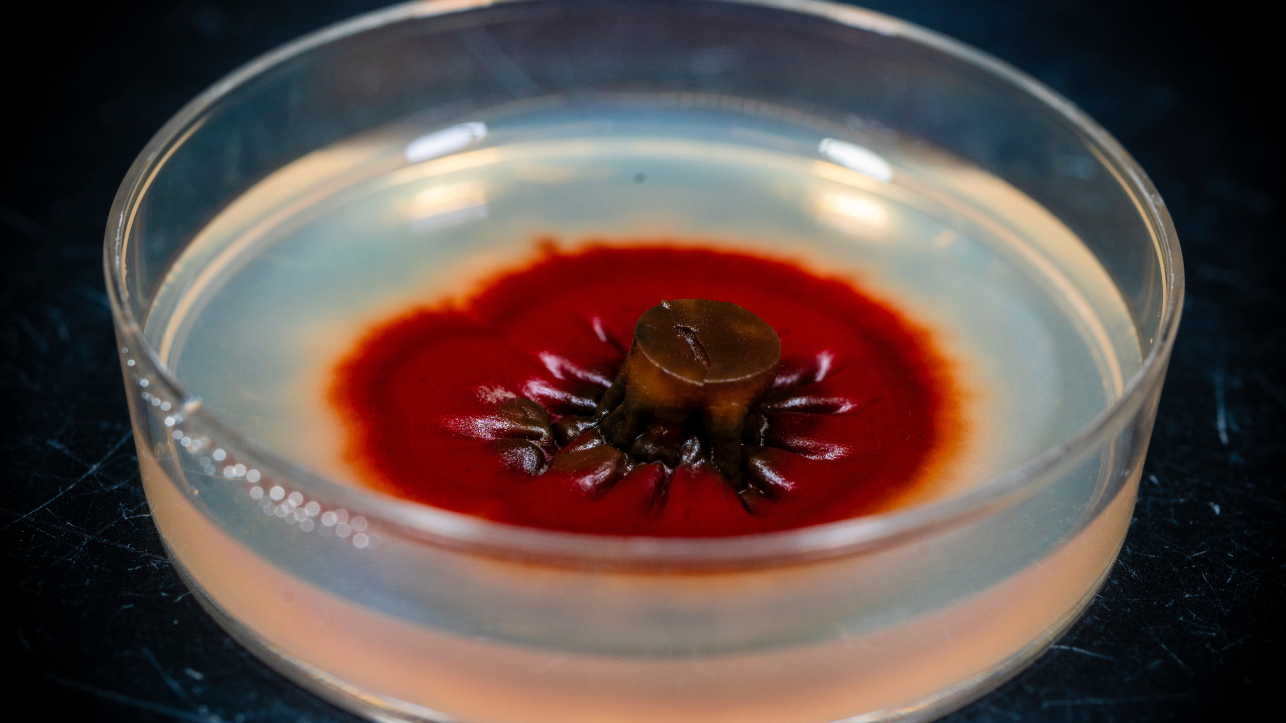 A red fungus sits in a Petri dish