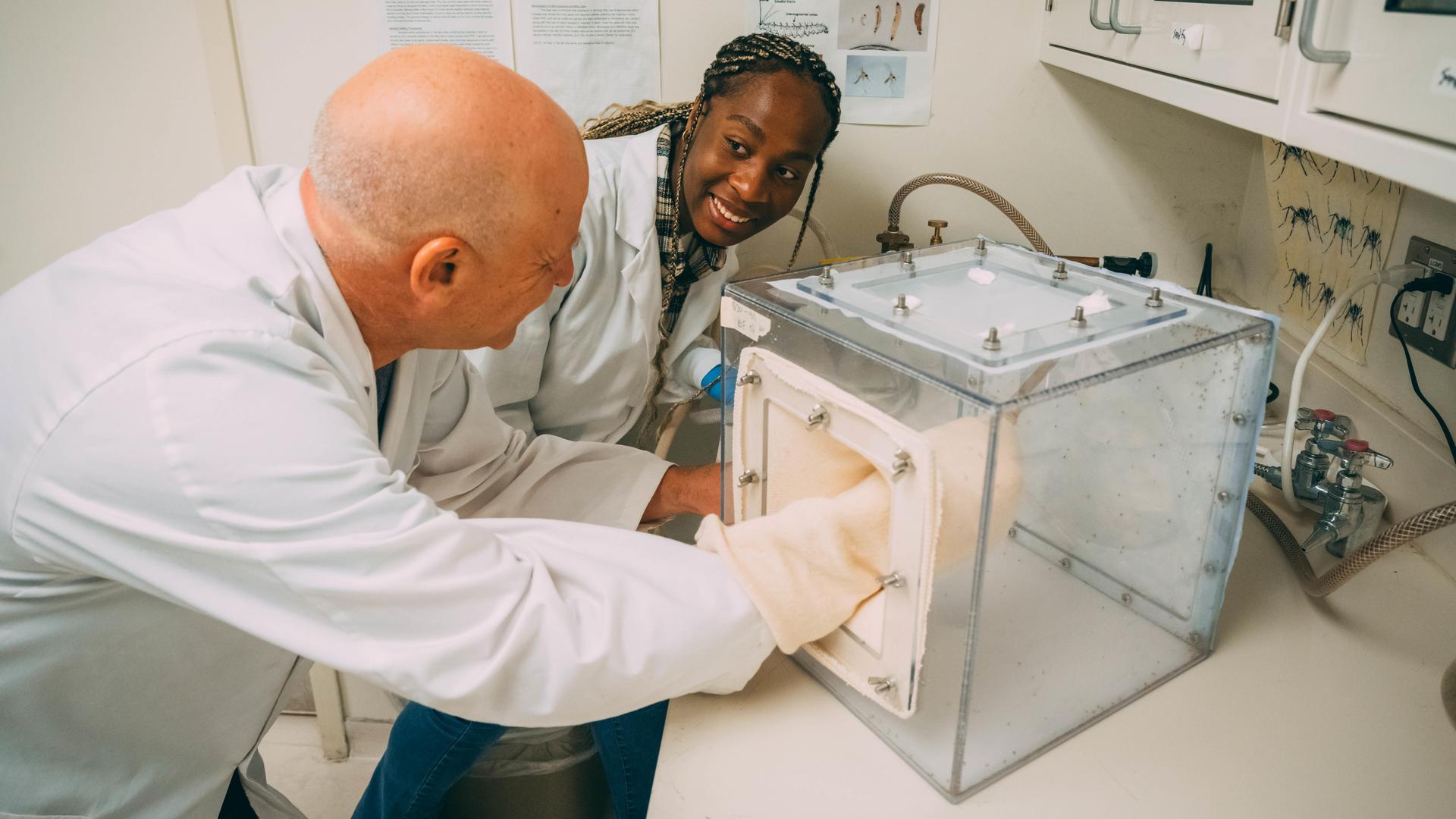 Gideon Wasserberg and an undergraduate researcher care for his sandfly colony